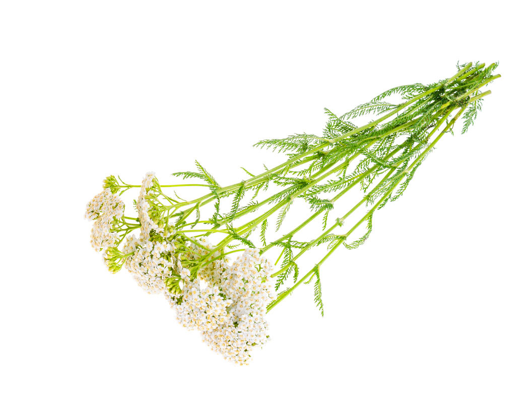 Экстракт тысячелистника (Achillea Millefolium)
