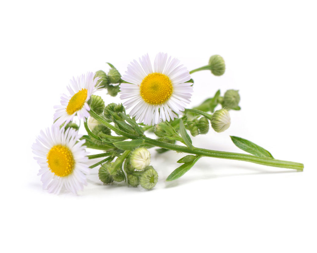 Экстракт цветков ромашки благородной (Anthemis Nobilis)