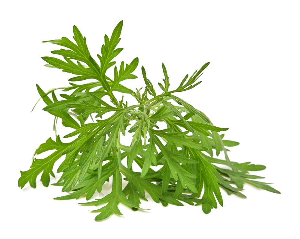 Экстракт полыни обыкновенной (Artemisia Vulgaris)