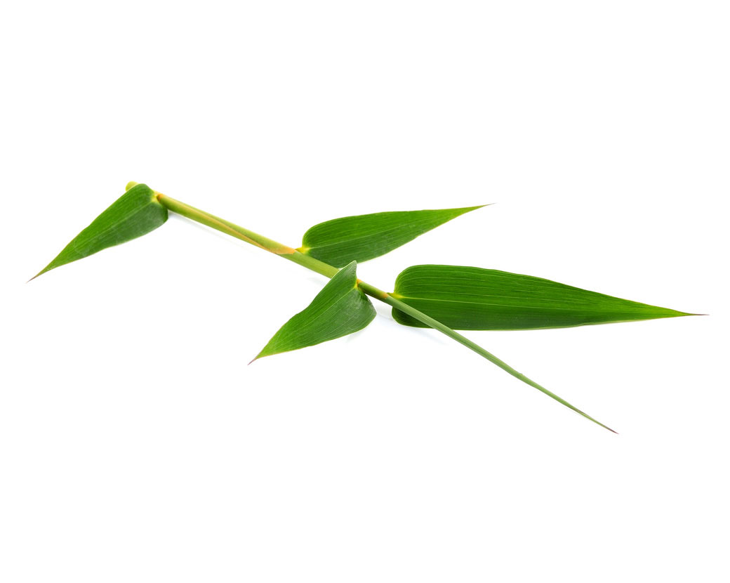 Экстракт бамбука обыкновенного (Bambusa Vulgaris)