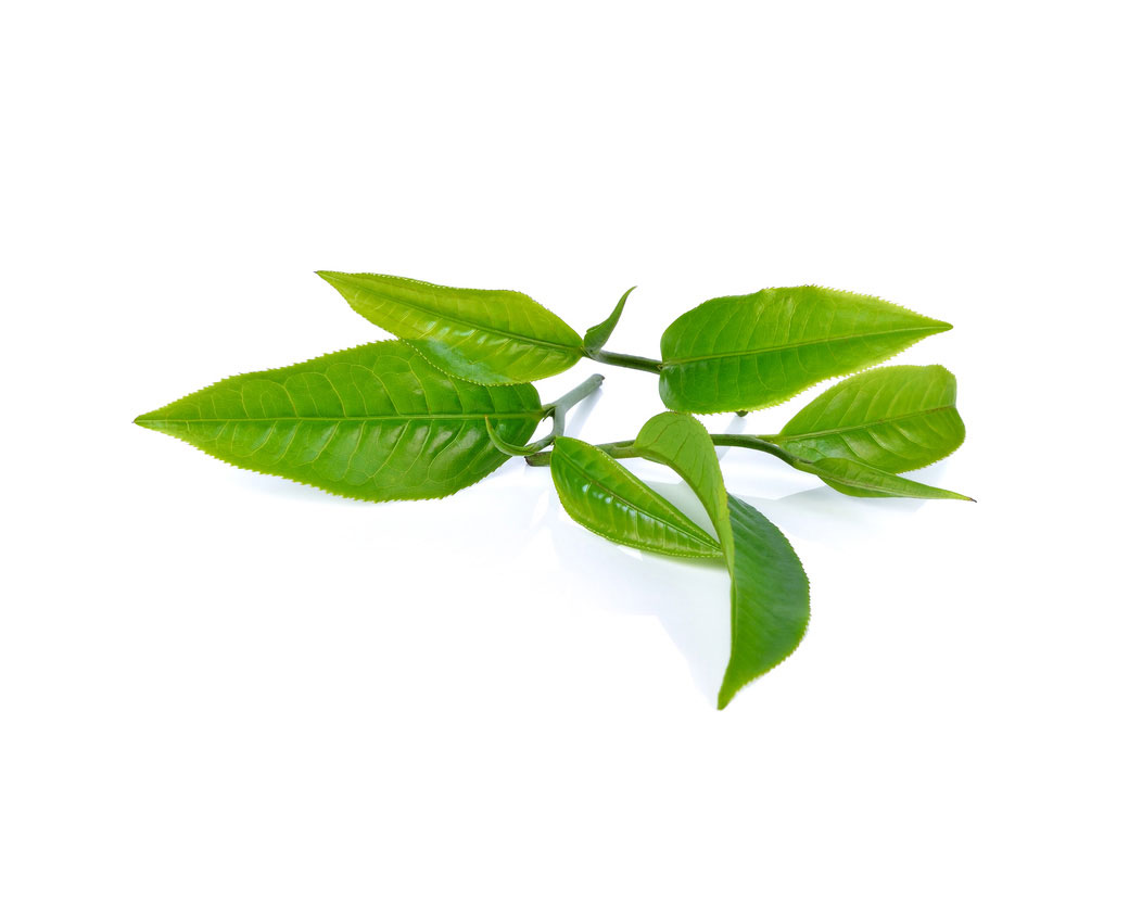 Вода листьев камелии китайской (Camellia Sinensis)
