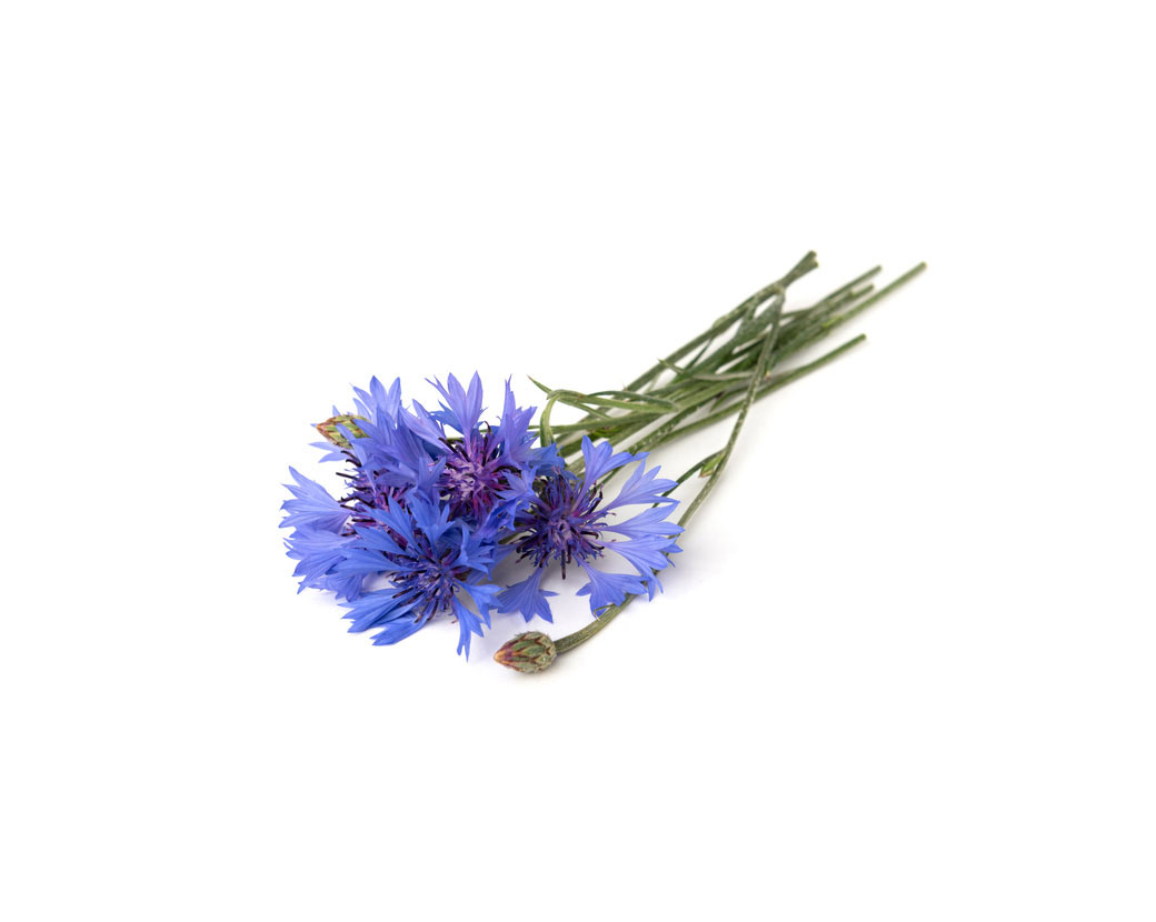 Цветочная вода василька (Centaurea Cyanus)