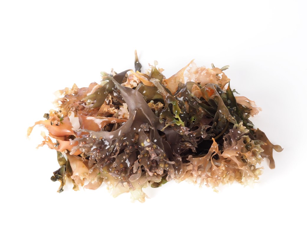 Порошок ирландского мха (Chondrus Crispus)