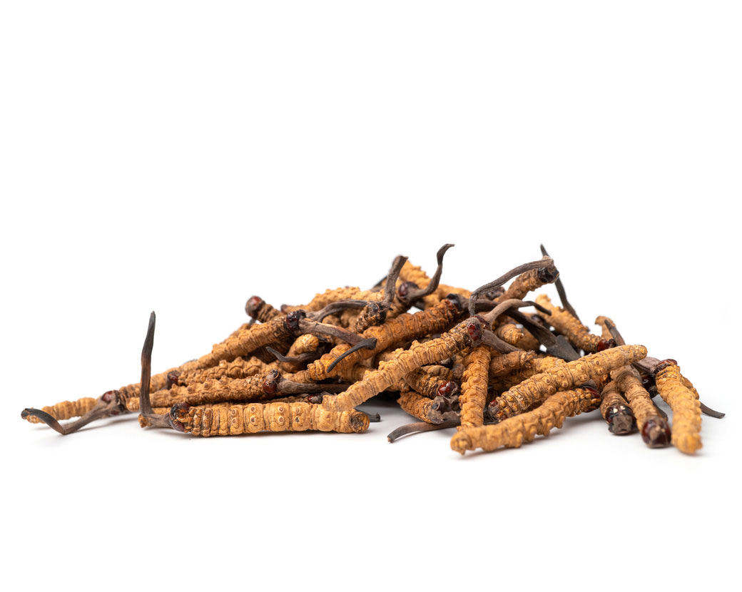 Экстракт кордицепса китайского (Cordyceps Sinensis)