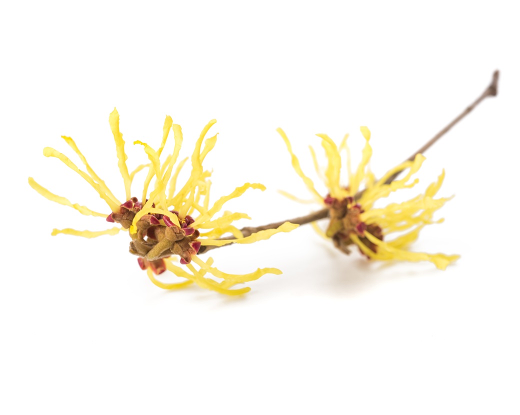 Экстракт гамамелиса виргинского (Hamamelis Virginiana)