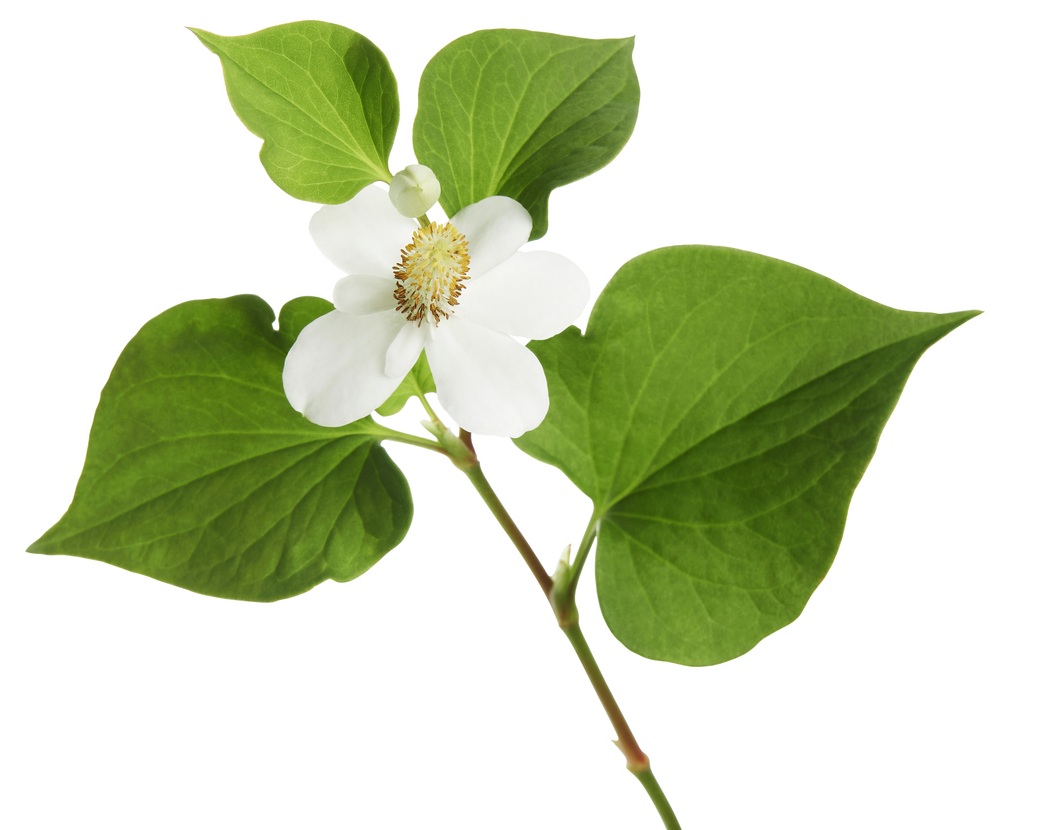 Вода хауттюйнии сердцевидной (Houttuynia Cordata)