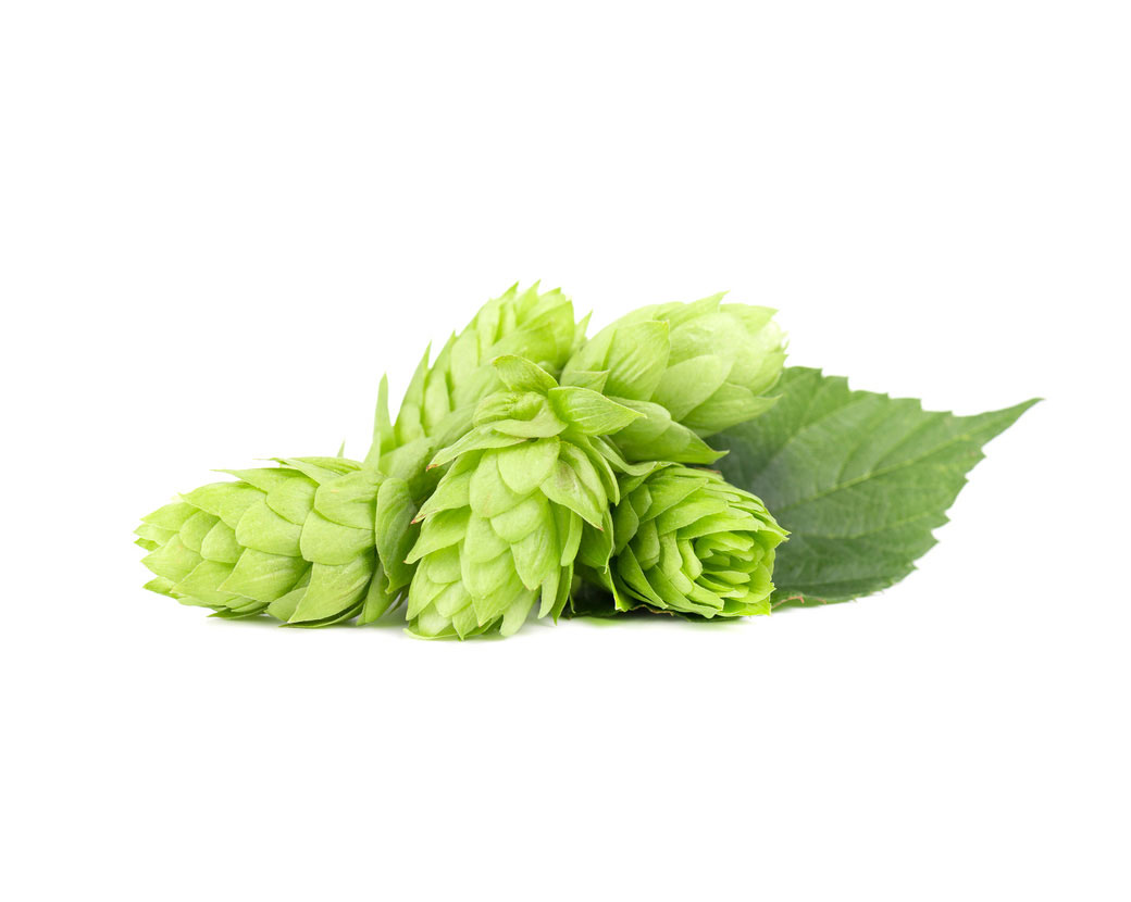 Экстракт хмеля (Humulus Lupulus)