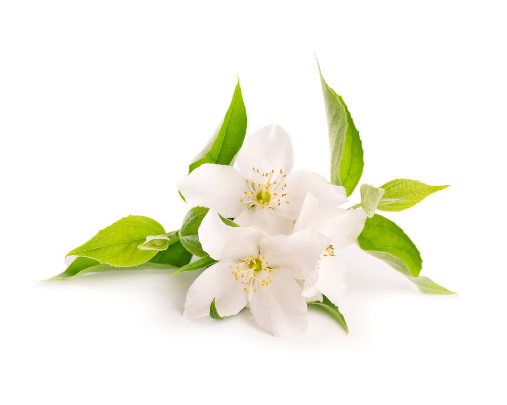 Масло жасмина (Jasminum Officinale)