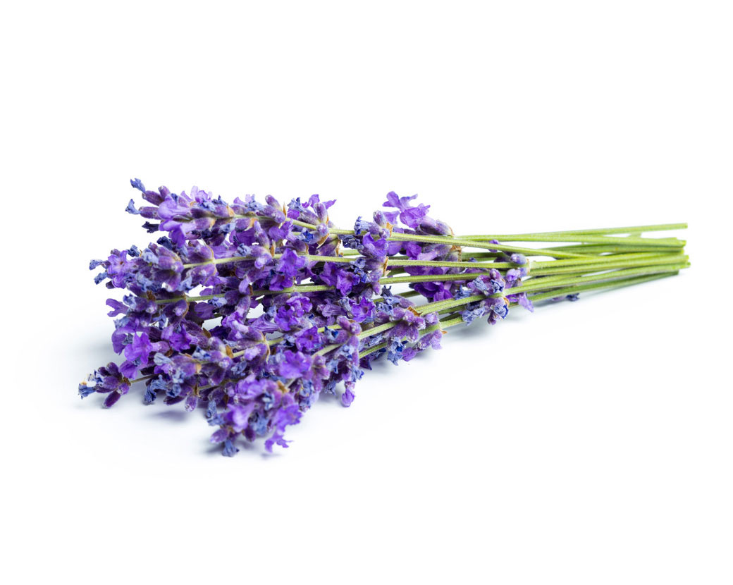Экстракт цветков лаванды (Lavandula Angustifolia)