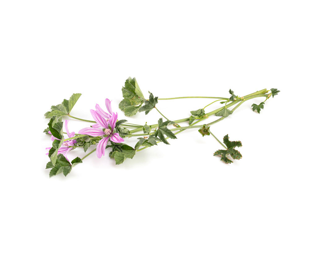 Экстракт мальвы лесной (Malva Sylvestris)