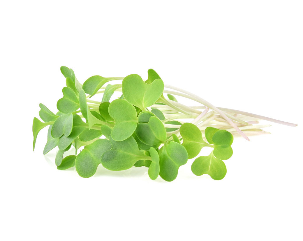 Порошок семян люцерны посевной (Medicago Sativa)