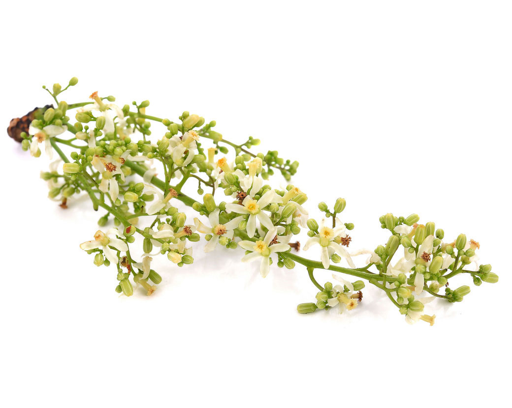 Экстракт цветков нима (Melia Azadirachta)