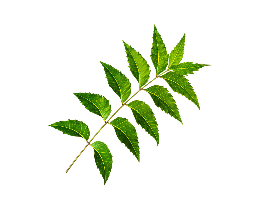 Экстракт листьев нима (Melia Azadirachta)