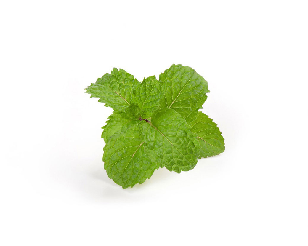 Экстракт листьев мелиссы (Melissa Officinalis)