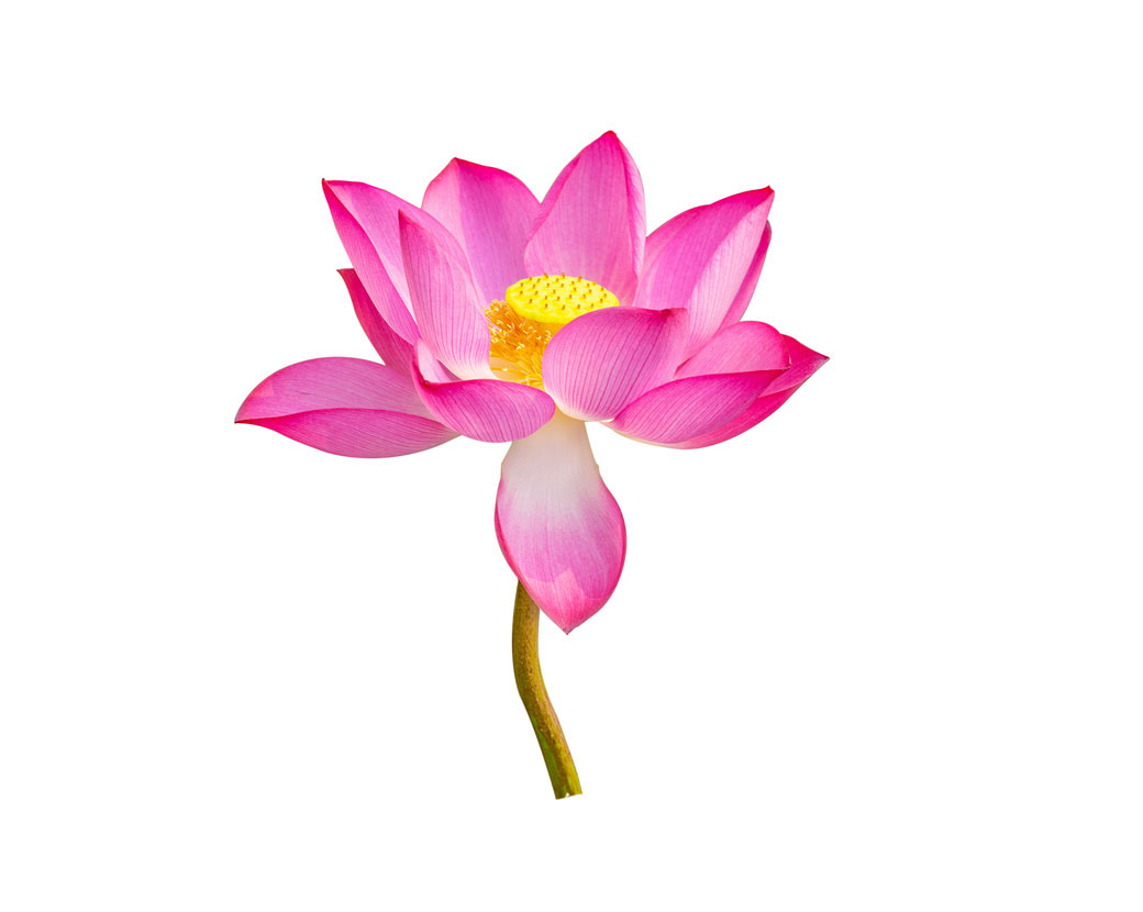Экстракт листьев лотоса орехоносного (Nelumbo Nucifera)