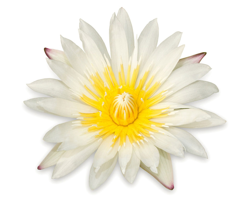 Экстракт цветков белой кувшинки (Nymphaea Alba)