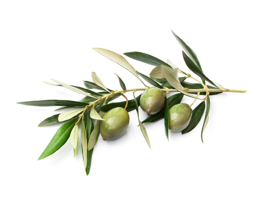 Экстракт листьев оливы (Olea Europaea)