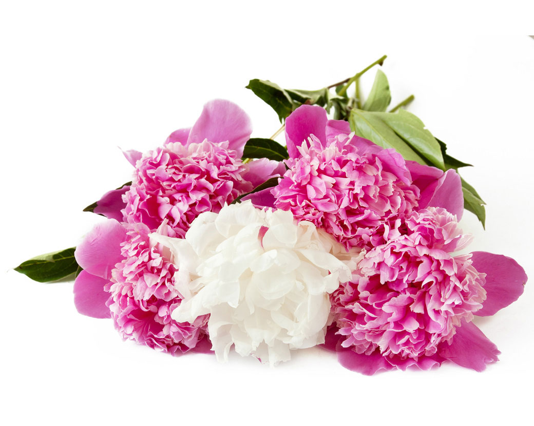 Экстракт корней пиона молочноцветкового (Paeonia Lactiflora)