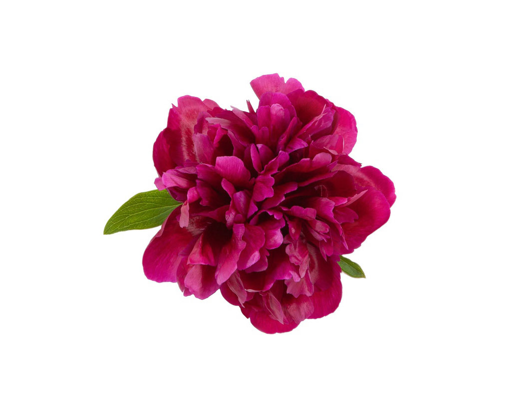 Экстракт корня пиона древовидного (Paeonia Suffruticosa)