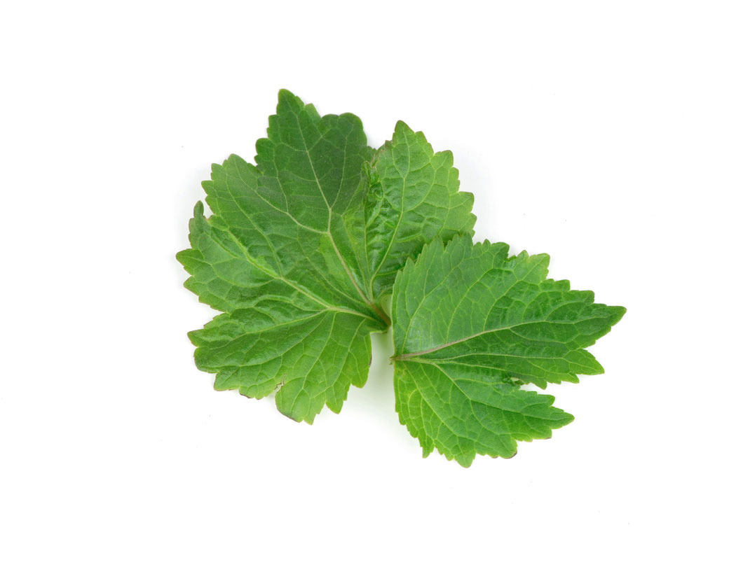 Масло пачули (Pogostemon Cablin)