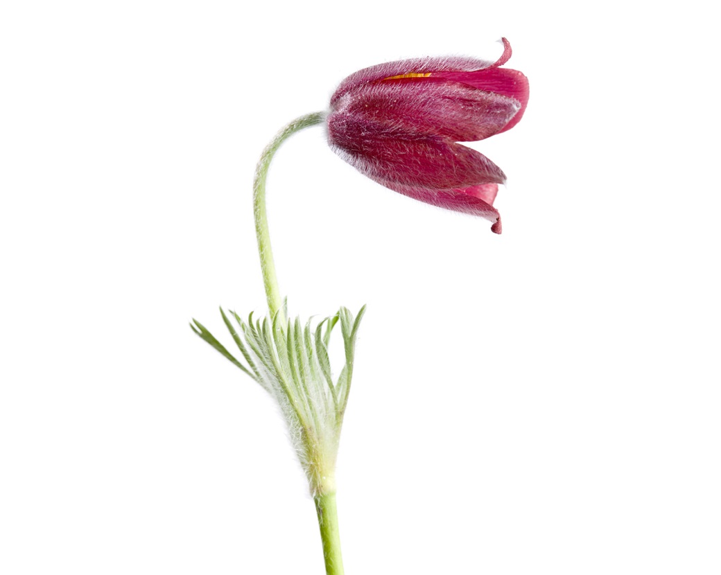 Экстракт прострела корейского (Pulsatilla Koreana)