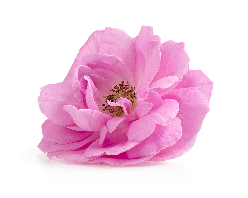 Экстракт дамасской розы (Rosa Damascena)