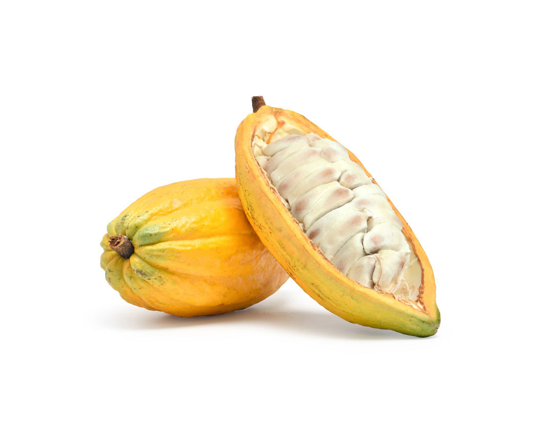 Экстракт какао (Theobroma Cacao)