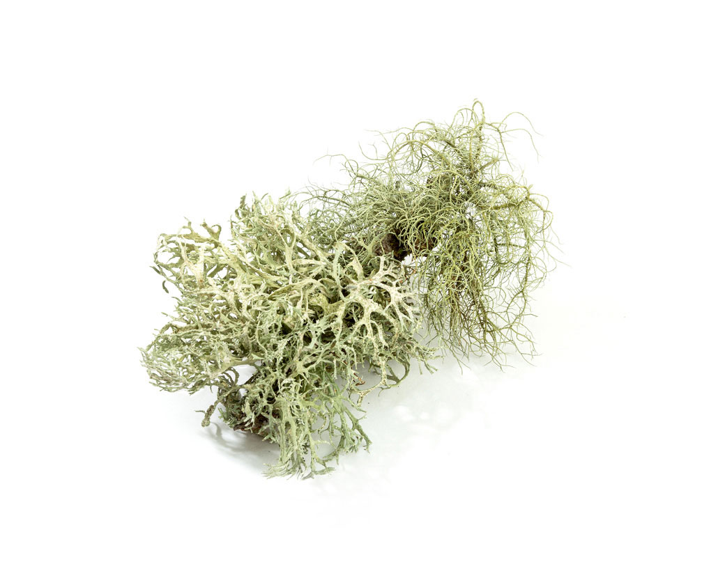 Экстракт уснеи бородатой (Usnea Barbata)