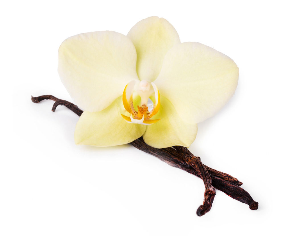 Экстракт плодов ванили (Vanilla Planifolia)